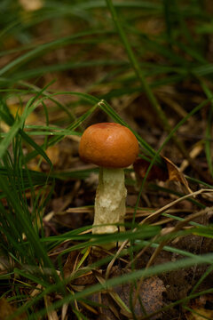 Orange-Capped Mushroom Growing on Forest Floor