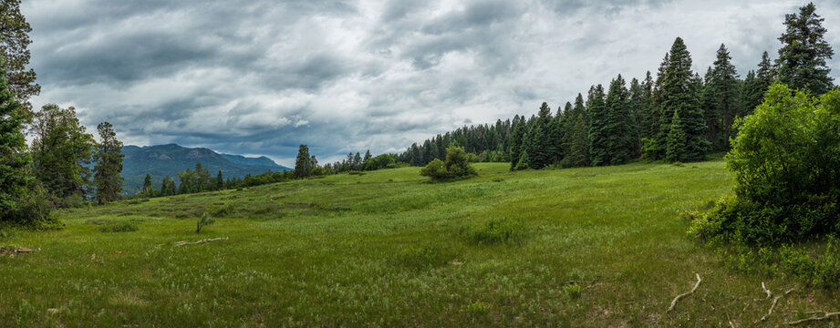 Mountain forest meadow with cloudy skies