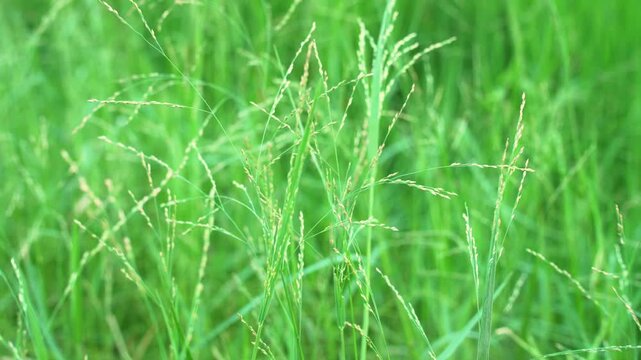 Close up of green grass flowers swaying gently in the breeze on a blurred green background
