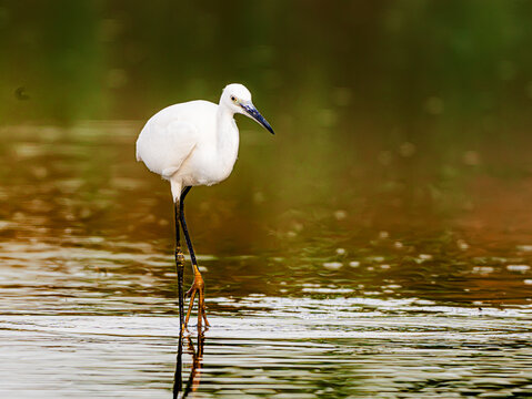 Aigrette garzette