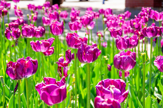 Purple tulips blooming in a sunny urban flower bed