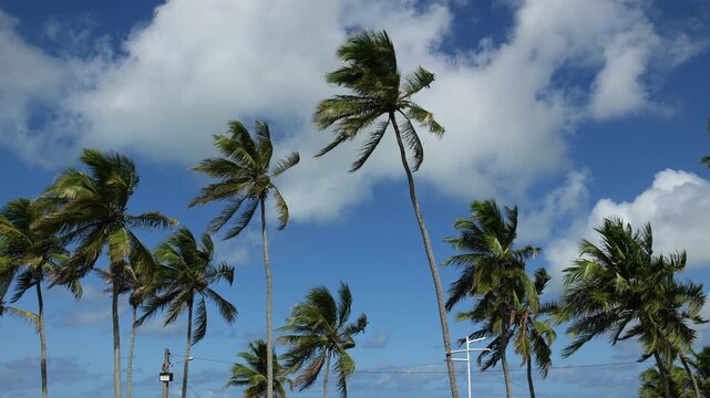 Coqueiros altos e paisagem tropical &agrave; beira-mar em S&atilde;o Miguel dos Milagres, Alagoas, no litoral do Nordeste brasileiro