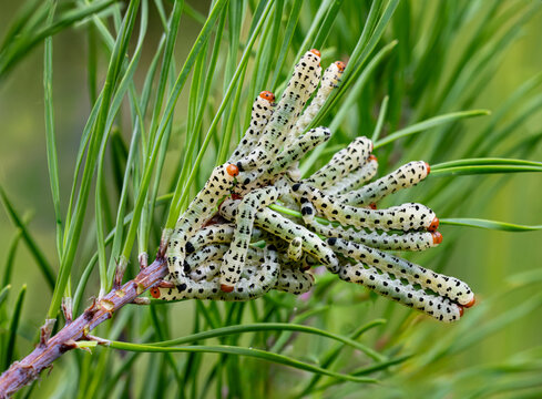 Redheaded pine sawfly larvae feeding on pine needles. This invasive species from Europe is highly destructive to pine forests in North America.