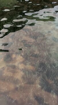 Looping video of clear Mediterranean seawater gently rippling over submerged rocks and seaweed, with warm natural reflections creating a calm, abstract coastal texture. C&ocirc;te d&rsquo;Azur 
