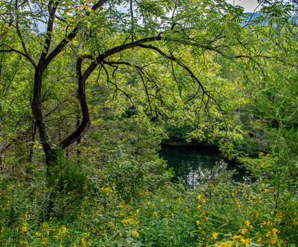 Black walnut tree (Juglans nigra) arching over field of wildflowers and pond in central Virgina in early autumn.