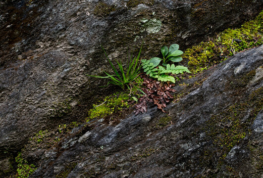 Mosses, grass, fern, and herbaceous plant growing in crack in boulder in late summer in central Virginia.