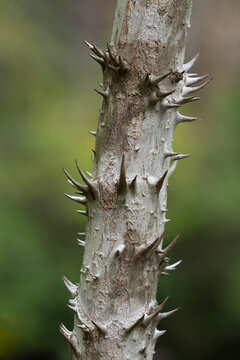 Thorn-covered trunk of Devil's walking stick (Aralia spinosa) in central Virginia. Very sharp and hard thorns protect the tree from browsing animals.
