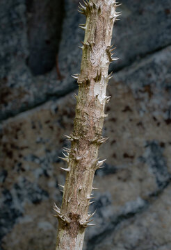 Thorn-covered trunk of Devil's walking stick (Aralia spinosa) in central Virginia. Very sharp and hard thorns protect the tree from browsing animals.