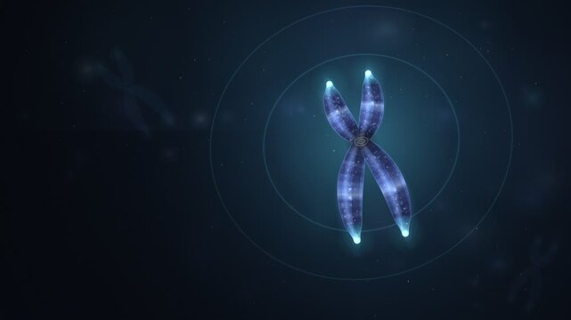 Telomere Chromosome Cap Shortening Aging Seamless Loop