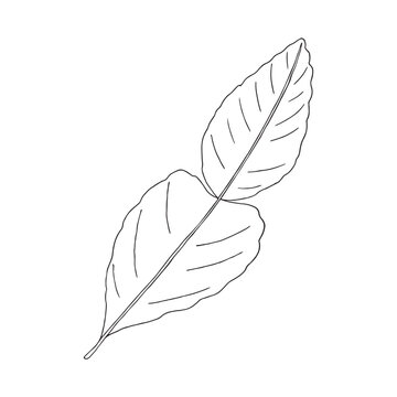 Vector illustration of black line hand drawn kaffir lime leaf isolated on white background