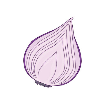 Vector illustration of hand drawn red onion isolated on white background