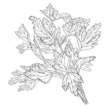 Vector illustration of black line hand drawn cilantro or coriander branch isolated on white background