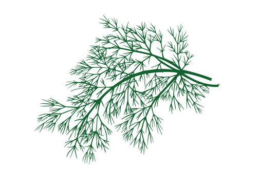 Vector illustration of dill branch isolated on white background
