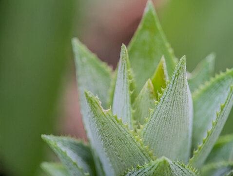 a macro close-up of a young pineapple plant crown, showcasing the vibrant green spiky leaves with sharp serrated edges and distinct linear textures