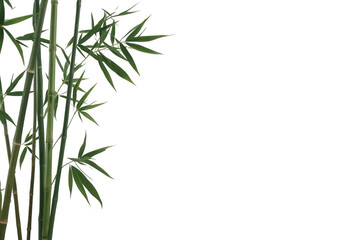 Fototapeta premium Green bamboo stalks with narrow leaves