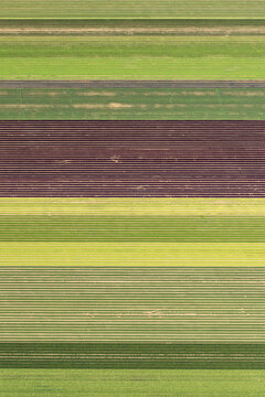 Aerial view of vibrant agricultural fields with contrasting rows of green and dark brown crops, El Centro, California, United States.