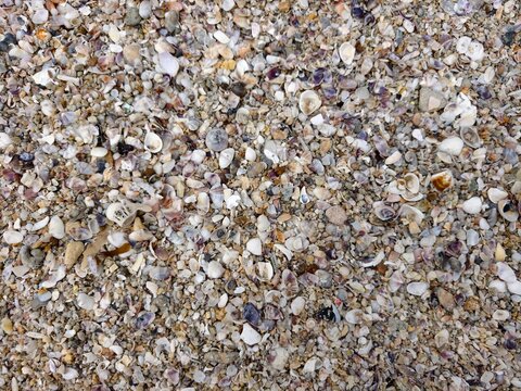 Small broken sea shells mixed with sand, natural beach texture background.
