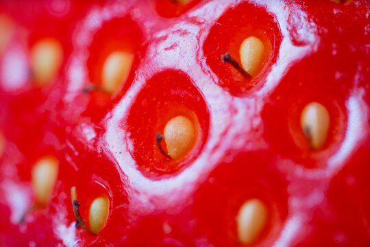 STRAWBERRY PLANET (FRON VIEW)