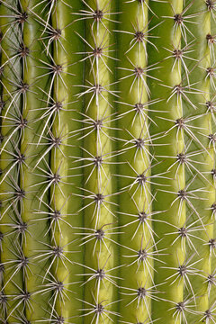 Cactus Spike Closeup