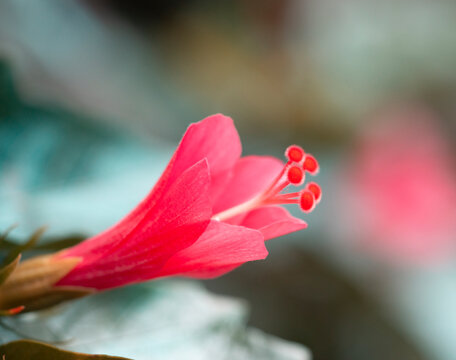 PINK FLOWER (HORIZONTAL)