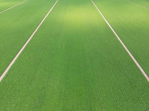 Aerial view of Contrada Sarrocciano featuring vast green agricultural fields with parallel dirt paths under soft sunlight in Corridonia, Marche, Italy.