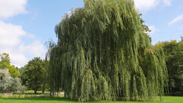 Large weeping willow tree under a blue sky with clouds