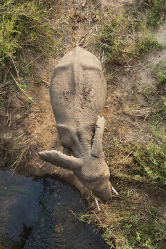 Aerial view of an African elephant drinking water from a stream in the dry landscape of Kruger National Park, South Africa.