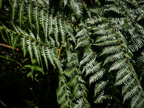 vibrant dark green fern fronds (Polypodiopsida) illuminated by soft natural sunlight