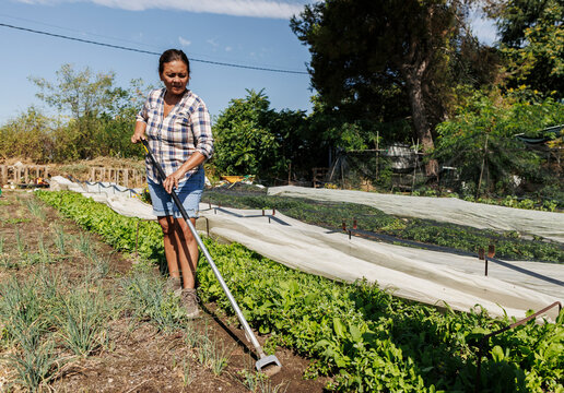 Woman cultivating organic vegetable garden for fresh produce