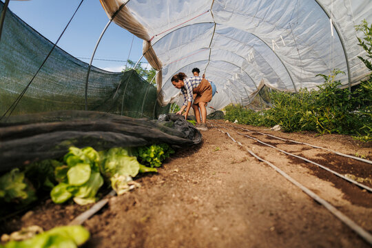 Women farmers tending organic produce inside greenhouse