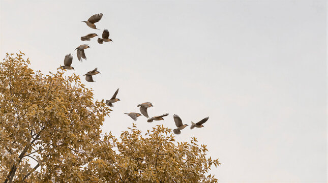 Birds lifting from golden tree branches into clear sky
