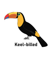 Obraz premium Keel-Billed Toucan Vector Illustration