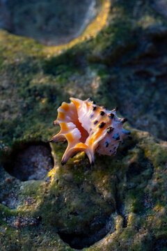TOTHED SHELL