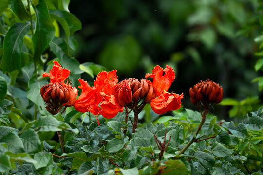 BIG RED FLOWER KING (ANOTHER VIEW)