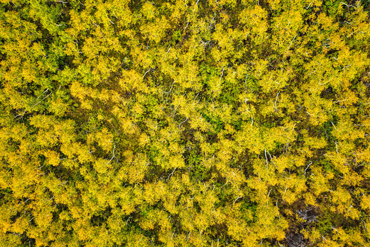 Aerial view of the vibrant autumn foliage along the Alpine Loop Scenic Byway, featuring a dense mix of golden aspen, juniper, scrub oak, and evergreen trees in Utah County, Utah, United States.