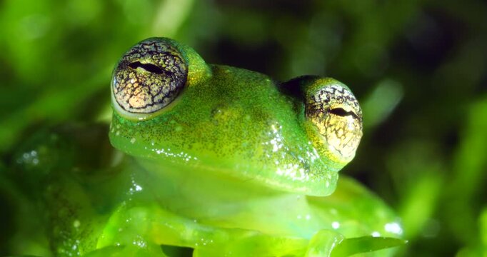 Ornate Faced Glass Frog (Centrolene bacatum) blinks eye. An endangered species of frog from near Cosanga on the the Amazonian slopes of the Andes, Napo province,  in Ecuador