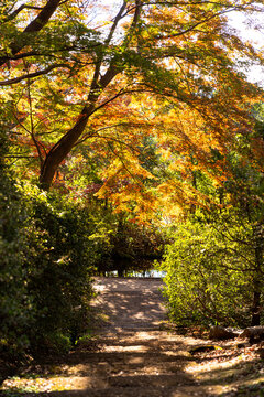 紅葉した木々のトンネル