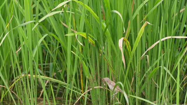 Oriental Reed Warbler Looking Around and Taking Flight in Reeds 4K