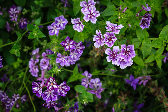 closeup of purple flowers in a garden in England in september
