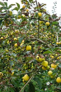 large crop of apples on a tree in September