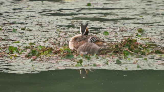 Great Crested Grebe and Chick Preening on Floating Nest 4K