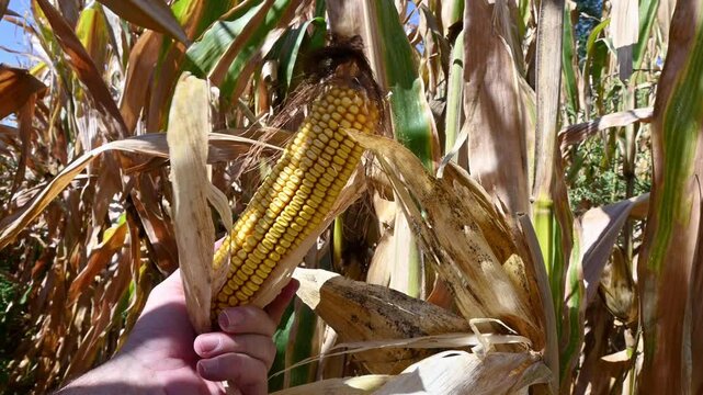 farmer hand inspecting ripe yellow corn cob on stalk in field
