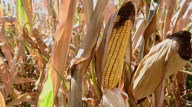 farmer peeling husk to inspect ripe corn cob in field