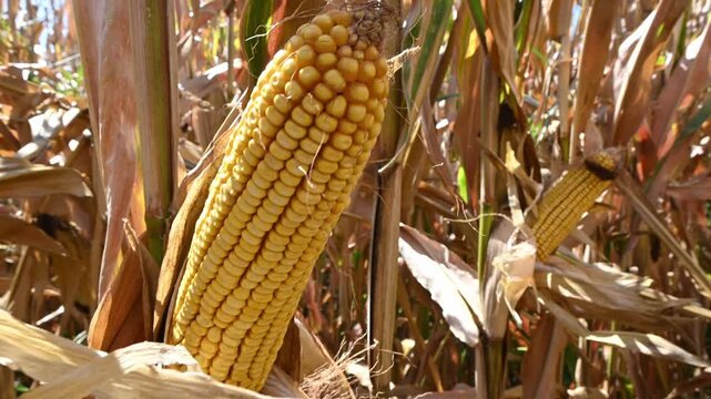 ripe yellow corn cobs on dry stalks in agricultural field
