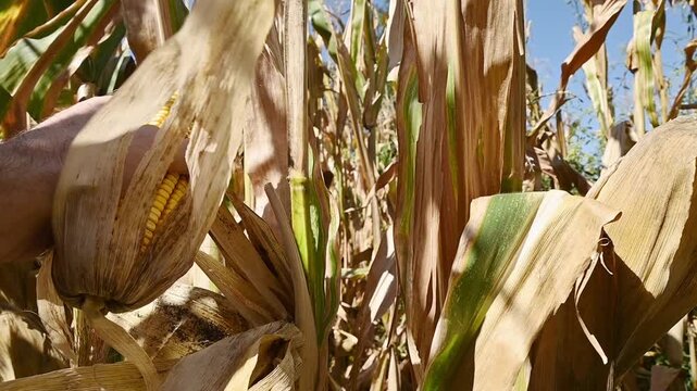 farmer harvesting and snapping ripe corn cob from stalk in field