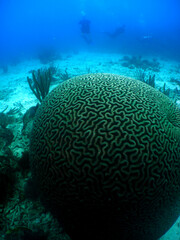 Brain Coral Growing on a Vibrant Caribbean Coral Reef © gustavo