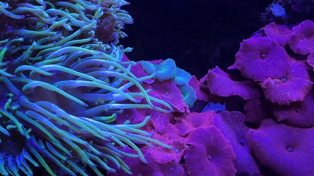 Long tentacle anemone Macrodactyla doreensis with Discosoma mushroom corals in reef aquarium. Indo Pacific marine life for biology, zoology, wildlife observation, science education and research study.