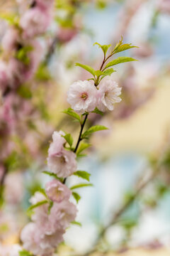 Delicate Pink Blossoms on a Branch in Spring