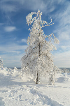 Solitary Frost Covered Tree in Snowy Landscape