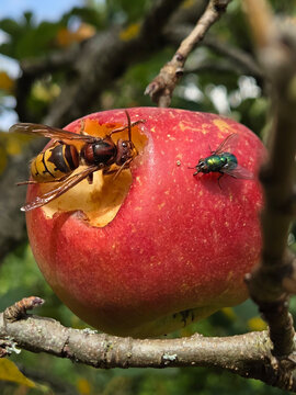 A hornet is feeding on a ripe apple. A iridescent flesh fly is also on the apple.